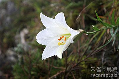 花蓮秀林錐麓古道 @單日活動