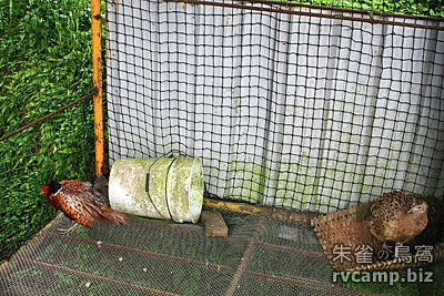 新竹尖石谷嘎的家 @營地探勘